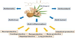 Medical & Health, Gingerol