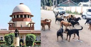 Supreme Court, Stray Dogs