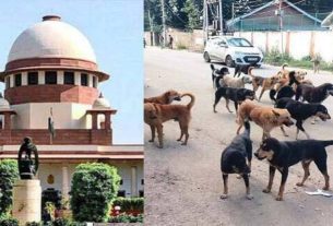Supreme Court, Stray Dogs