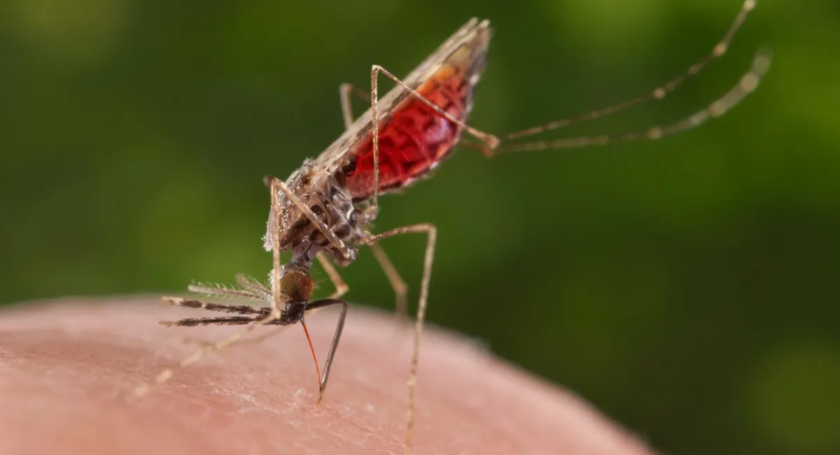 Malaria