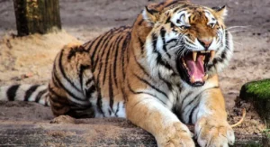 Tiger attack in Pilibhit