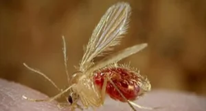 Chandipura Virus