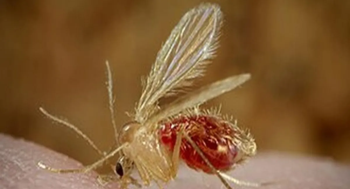 Chandipura Virus