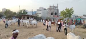 Maveshi Bajaar Ghotala