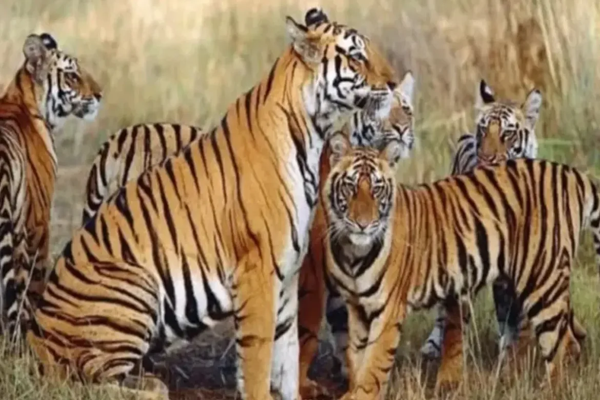 Kanha Tiger Reserve: 1 महीने में 6 बाघों की मौत, जिम्मेदार कौन