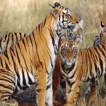 Kanha Tiger Reserve, Madhya Pradesh