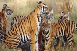 Kanha Tiger Reserve, Madhya Pradesh