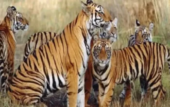 Kanha Tiger Reserve, Madhya Pradesh