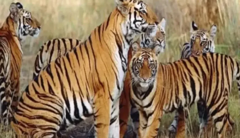Kanha Tiger Reserve, Madhya Pradesh