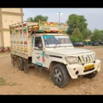 cow smuggling