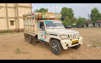 cow smuggling